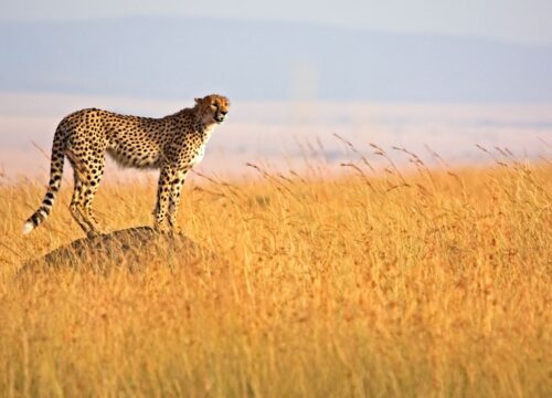 Maasai Mara National Reserve