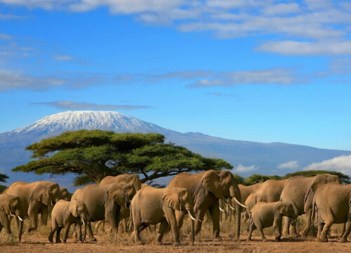 Amboseli National Park