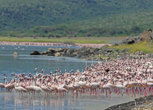 Lake Naivasha