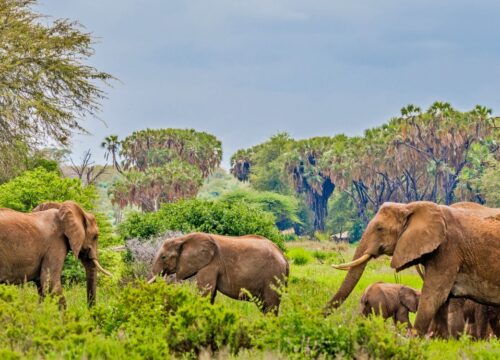 Samburu National Park