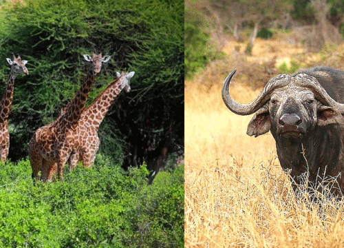 Tsavo National Park