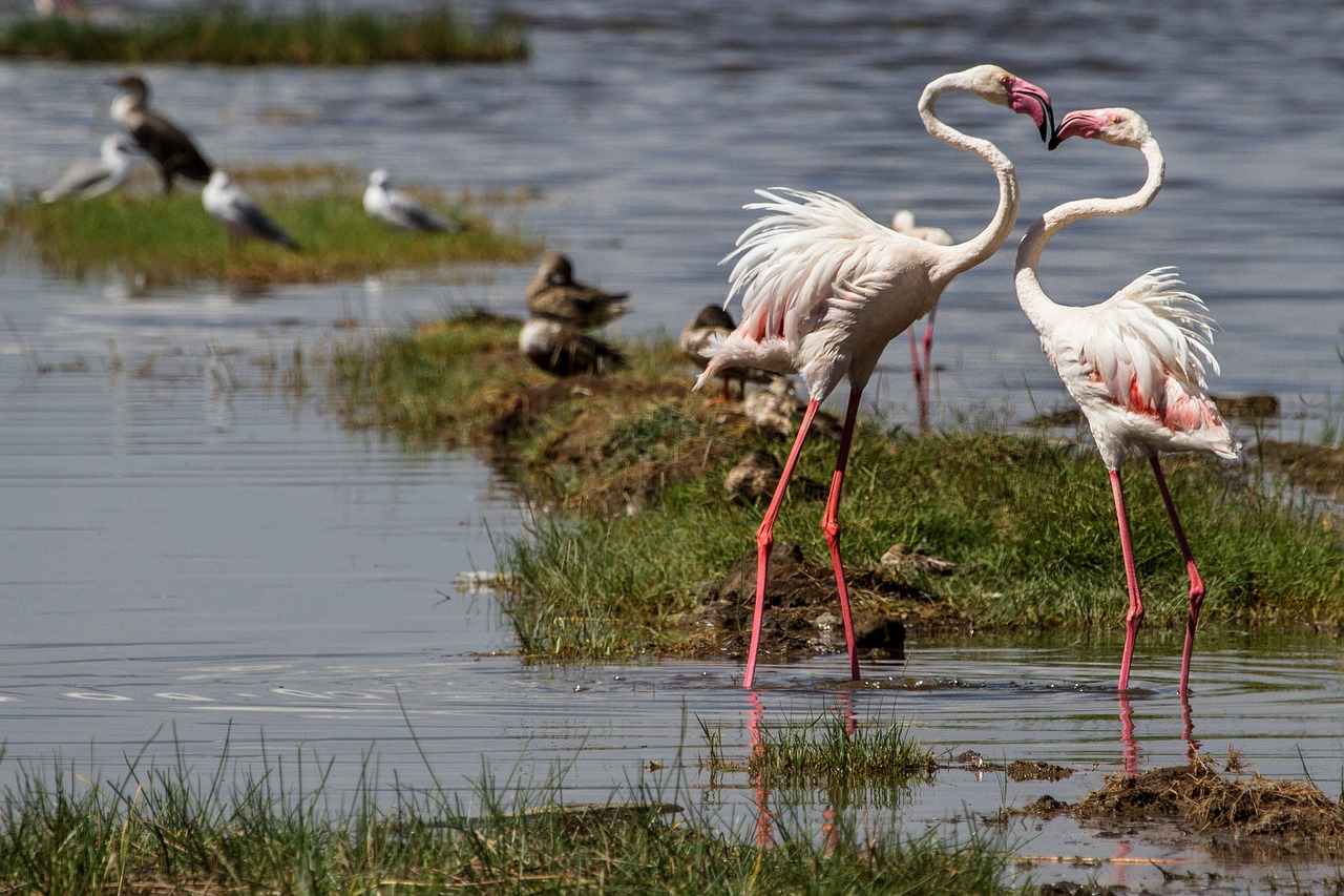 4 Days Lake Nakuru and Maasai Mara Safari